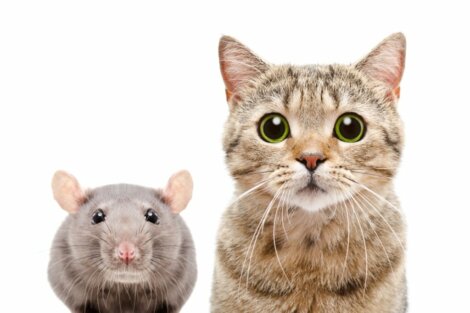 Che malattie possono trasmettere i ratti ai gatti?