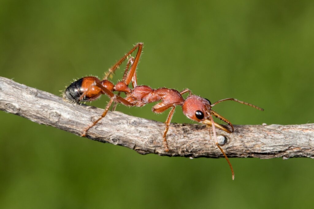 Le formiche pungono o mordono?