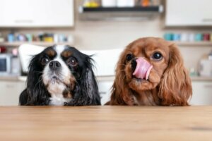 Come impedire al mio cane di elemosinare il cibo?