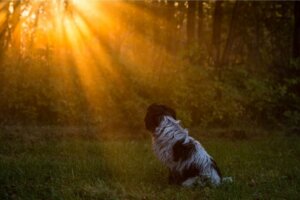 I cani vanno in paradiso?