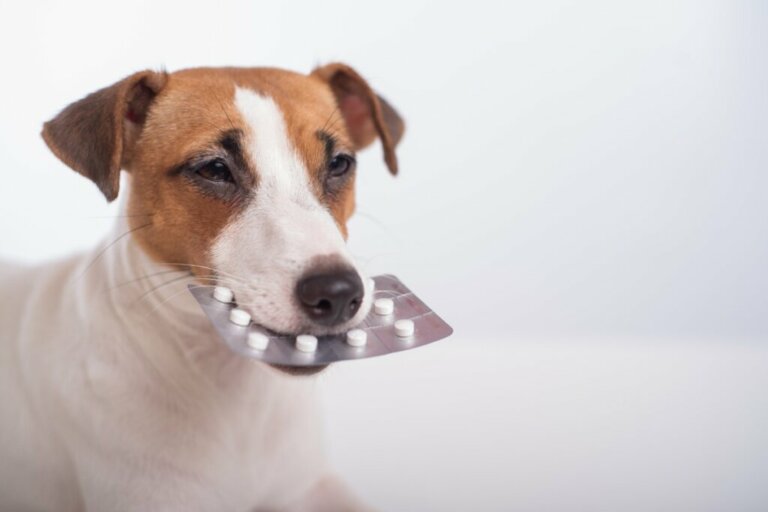 Tachipirina per cani: dosaggio ed effetti collaterali