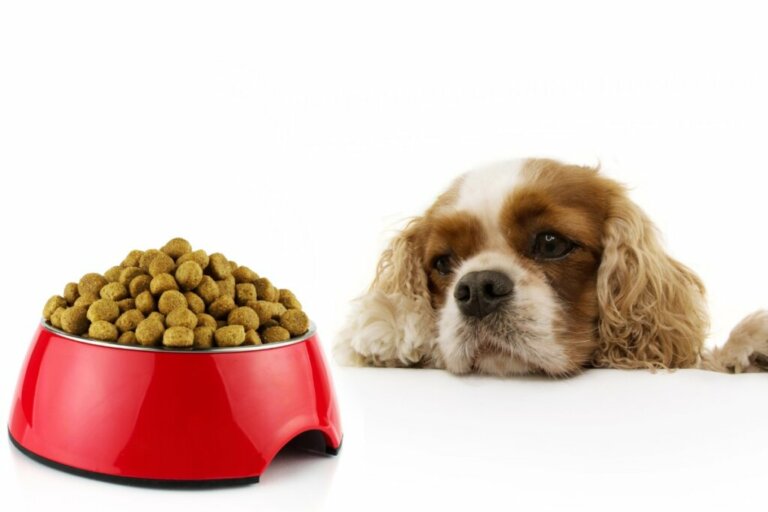 I 9 migliori mangimi ipoallergenici per cani