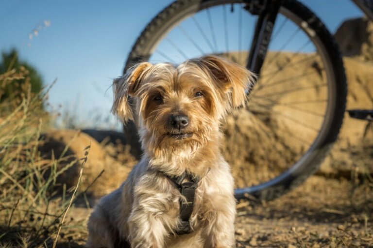 I cani e la paura delle biciclette: cause e rimedi