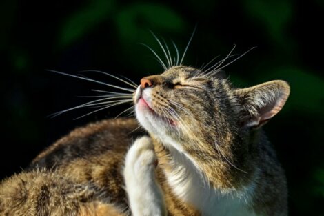 Credelio per gatti: dosaggio ed effetti collaterali