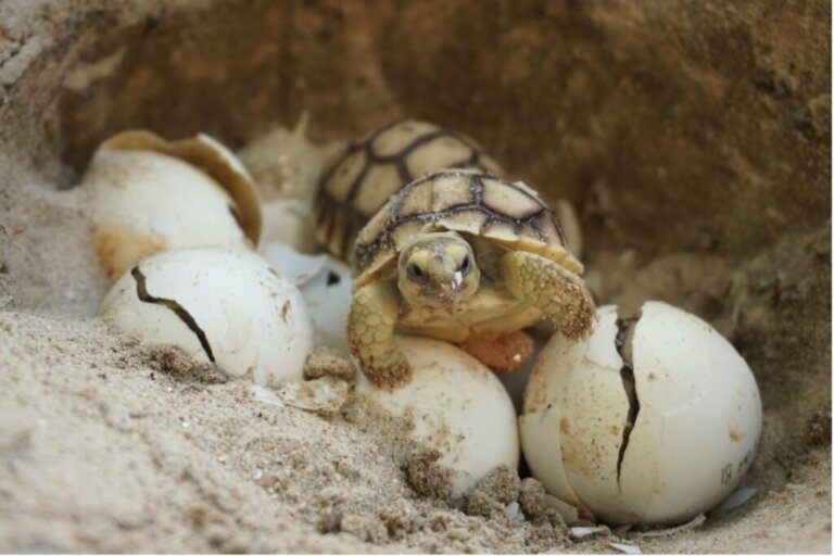 La determinazione del sesso in alcune specie di tartarughe