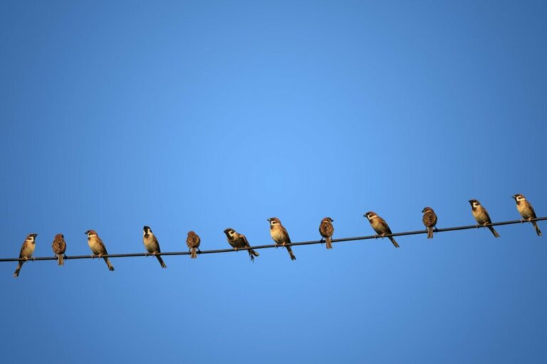 Perché gli uccelli non rimangono fulminati sui cavi elettrici?