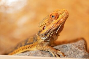 Pogona o drago barbuto: le sue 11 malattie più comuni
