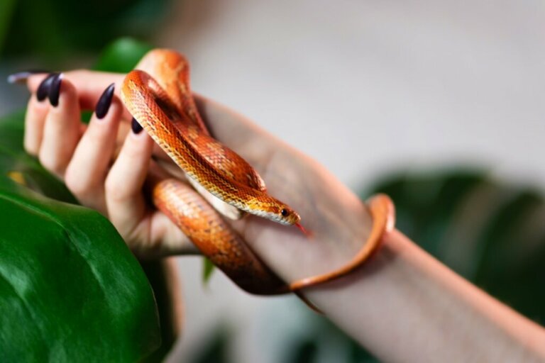 10 serpenti piccoli e facili da curare (come animali domestici)