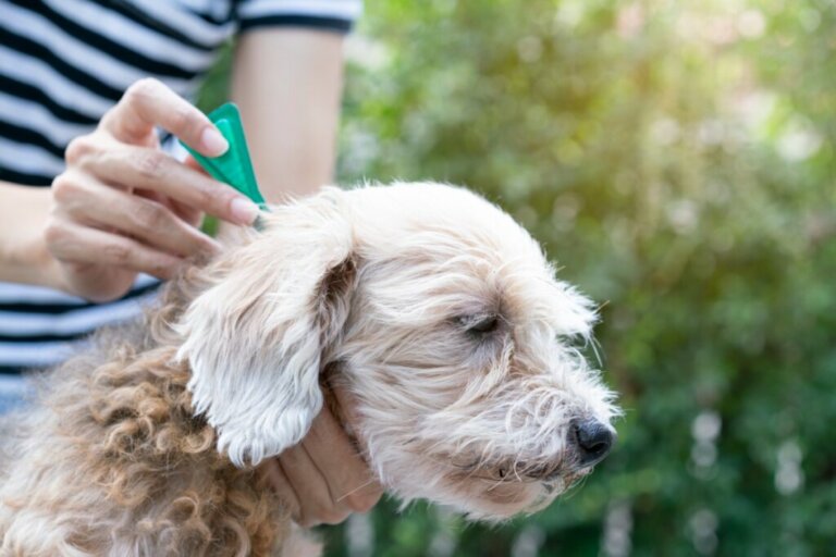 Come eliminare le pulci dal cane?