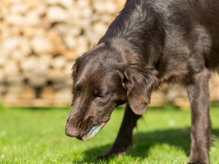 7 motivi per cui un cane vomita bile