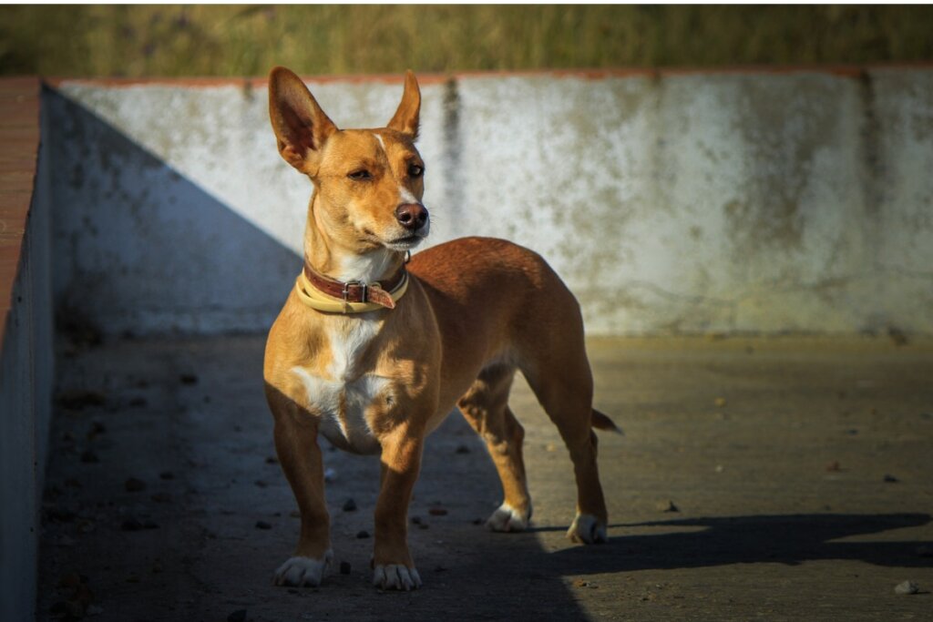 Podenco portoghese piccolo: caratteristiche e cura