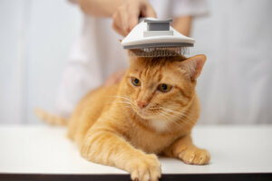 Perché al mio gatto non cresce il pelo?