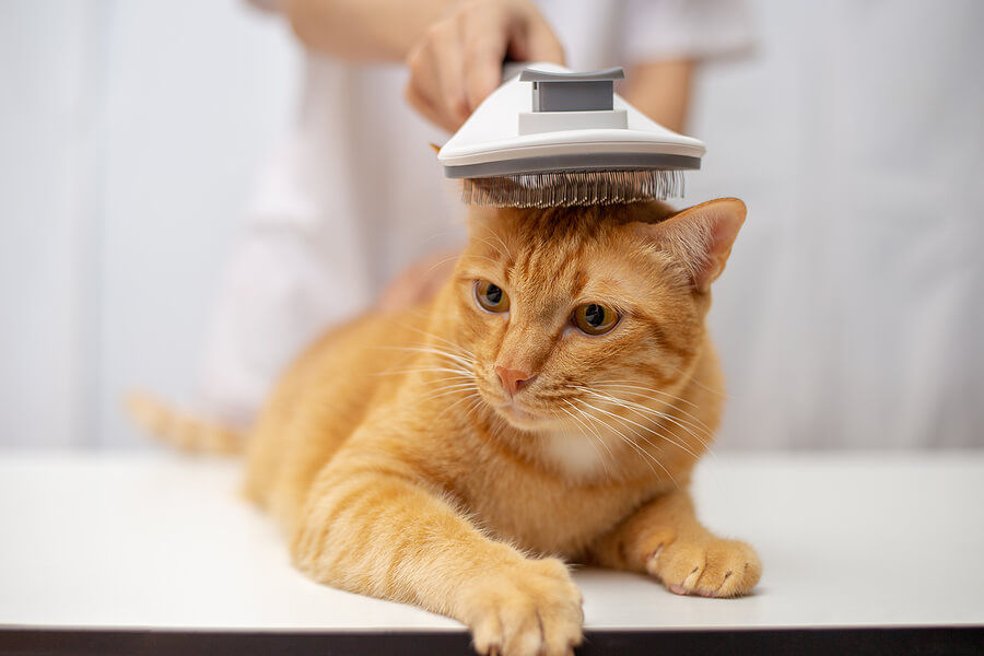 Perché al mio gatto non cresce il pelo?