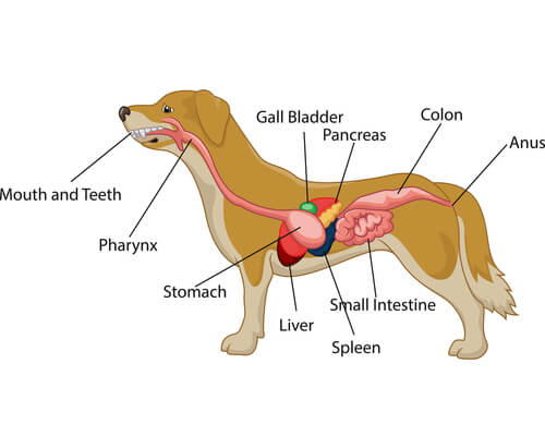 Cancro allo stomaco nei cani: cosa fare se viene diagnosticato?