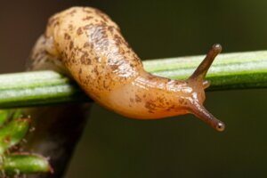 Le lumache sono velenose?