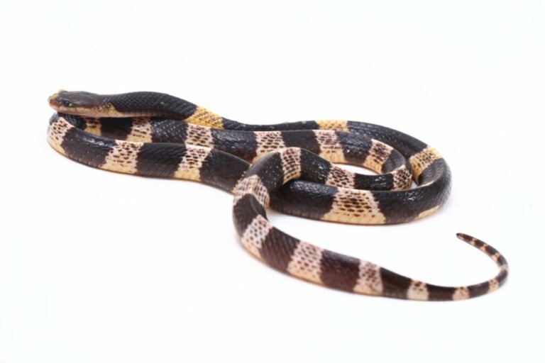 Ricercatori identificano una nuova specie di serpenti velenosi in Cina