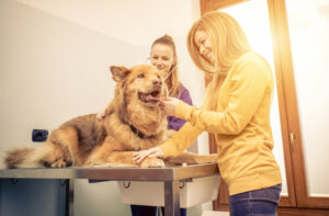 Prostatite nei cani: sintomi e trattamento