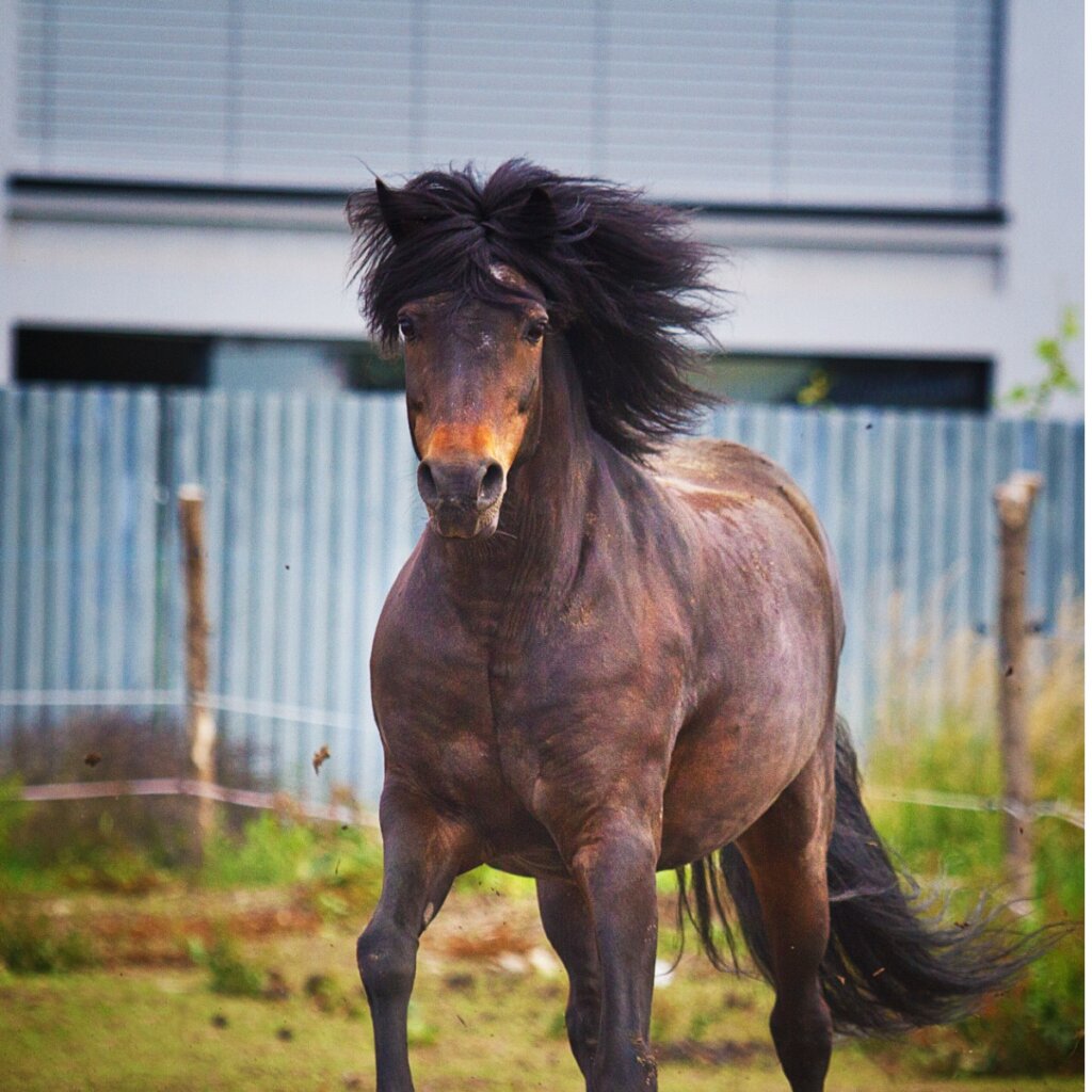 Cavallo Irish Hunter: origine e caratteristiche
