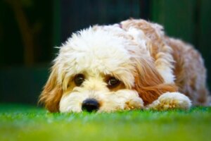 Cavapoo: caratteristiche e cura