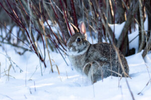 Come tenere al caldo i conigli in inverno?