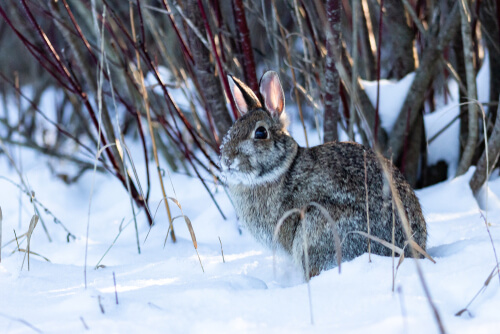 Come tenere al caldo i conigli in inverno?