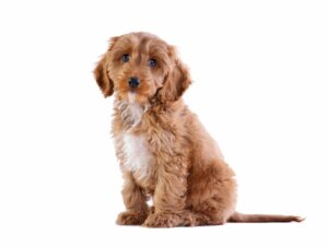 Cockapoo: origine, caratteristiche e cura
