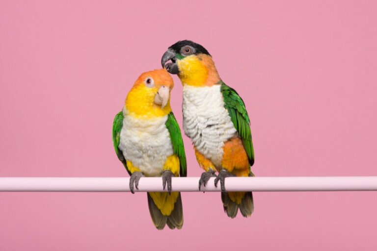 Differenze tra pappagallo maschio e femmina