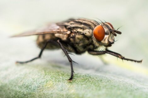 Perché le mosche si sfregano le zampe?