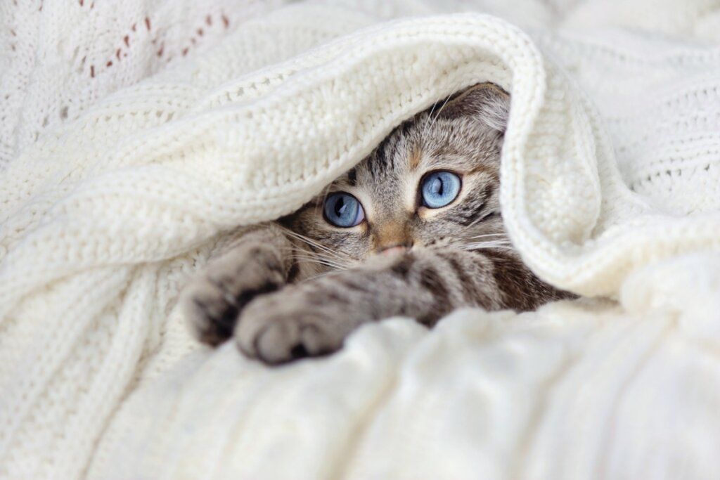 Perché i gatti impastano le coperte?