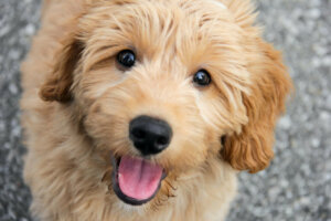 Goldendoodle: tutto su questa razza