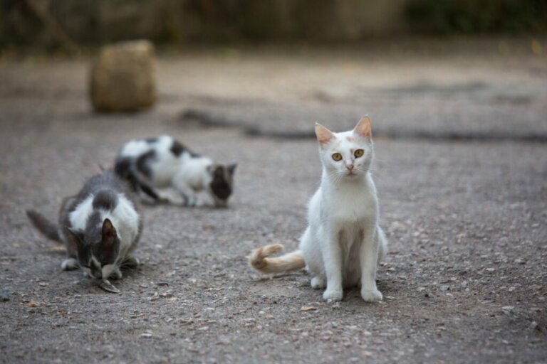 L'isola dei gatti abbandonati in Brasile