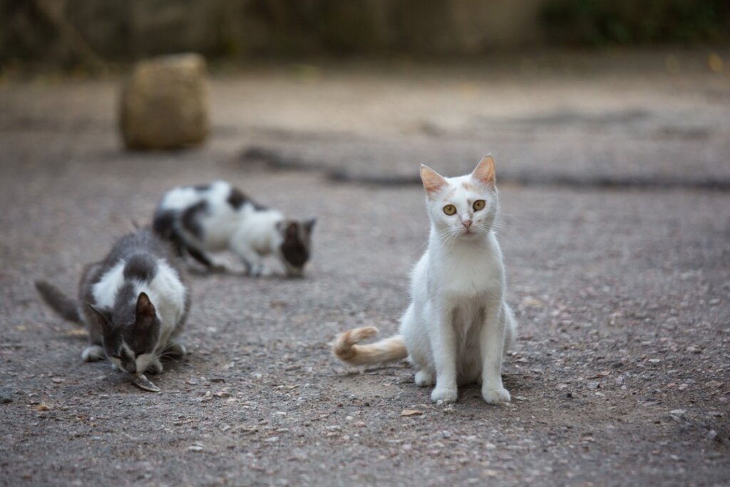 L’isola dei gatti abbandonati in Brasile