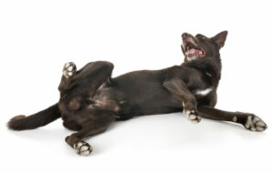 Guida per rilevare la salute del pene del cane