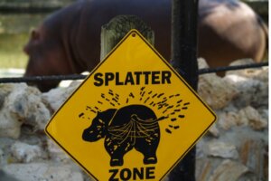 Escrementi di ippopotamo: l'importanza nei fiumi e nei laghi africani