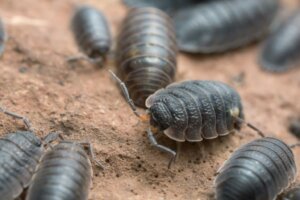 Come rimuovere le cocciniglie dell'umidità da casa