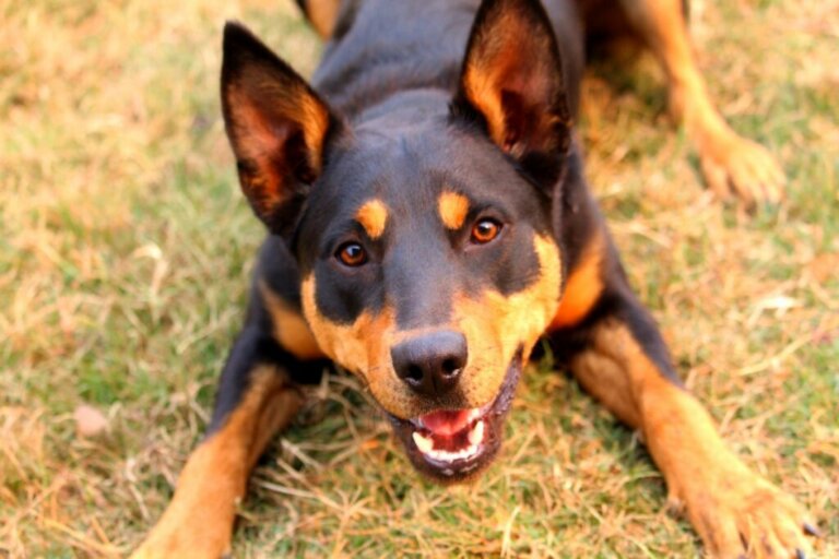 Cane da pastore australiano Kelpie: tutto su questa razza