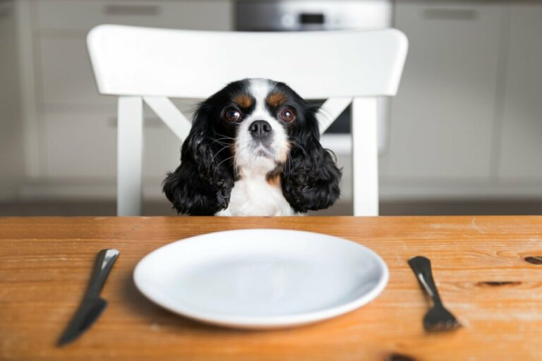 Cosa fare se ho finito il cibo per cani?