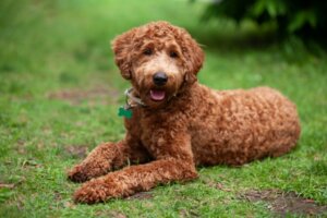 Labradoodle: caratteristiche e cure