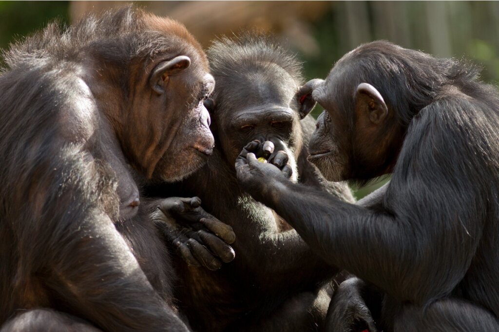 Cambio di accento: una nuova forma di comunicazione tra scimmie