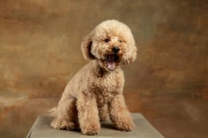 Maltipoo: tutto su questa razza