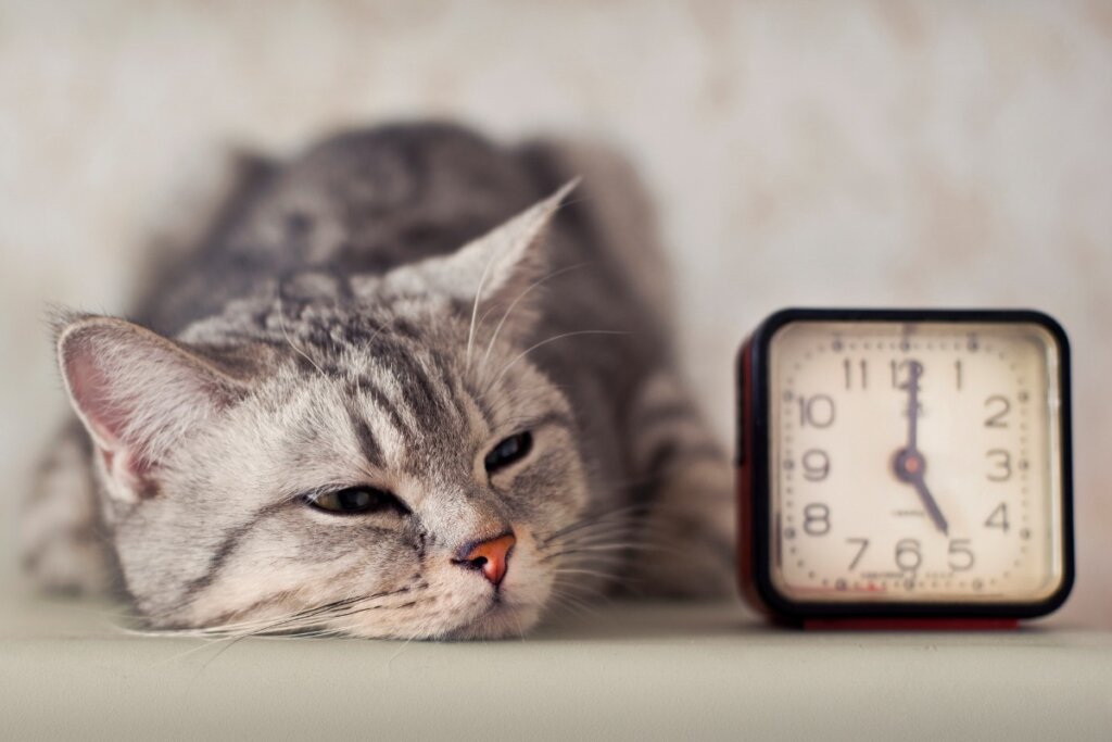Come addestrare un gatto a dormire la notte?