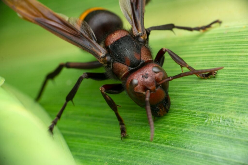 19 tipi di vespe