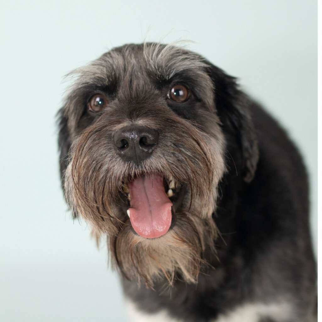 Schnocker: tutto su questa razza