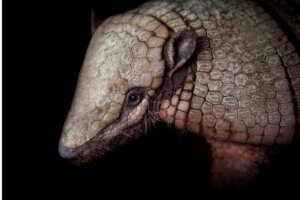 Si può avere un armadillo come animale domestico?