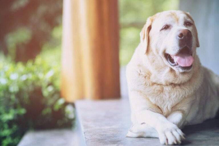 15 motivi per adottare un cane anziano