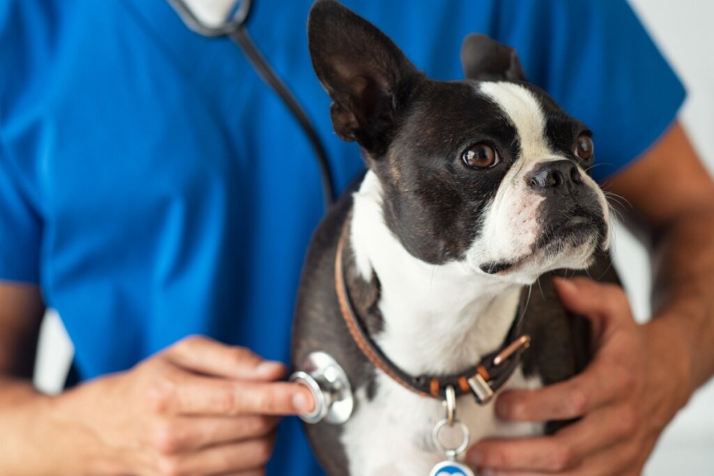 Bordetella nei cani: sintomi e trattamento