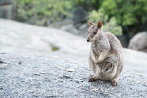 Differenze tra canguro e wallaby