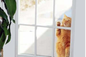 Perché il mio gatto miagola alla porta?