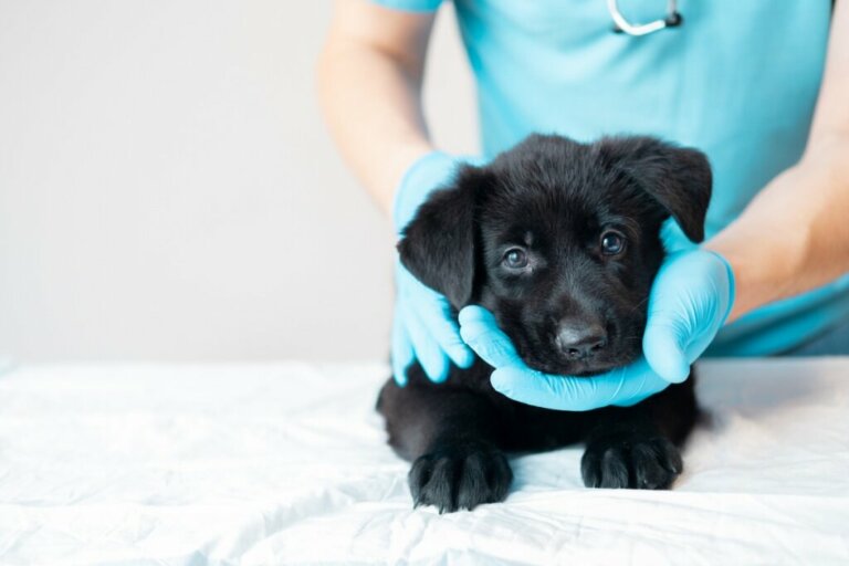 Piano di vaccinazione per cuccioli: tutto quello che c'è da sapere