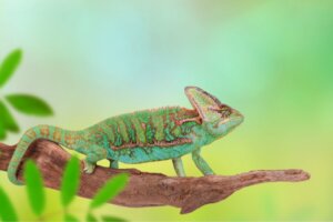 Il mio camaleonte sta per deporre le uova: cosa faccio?